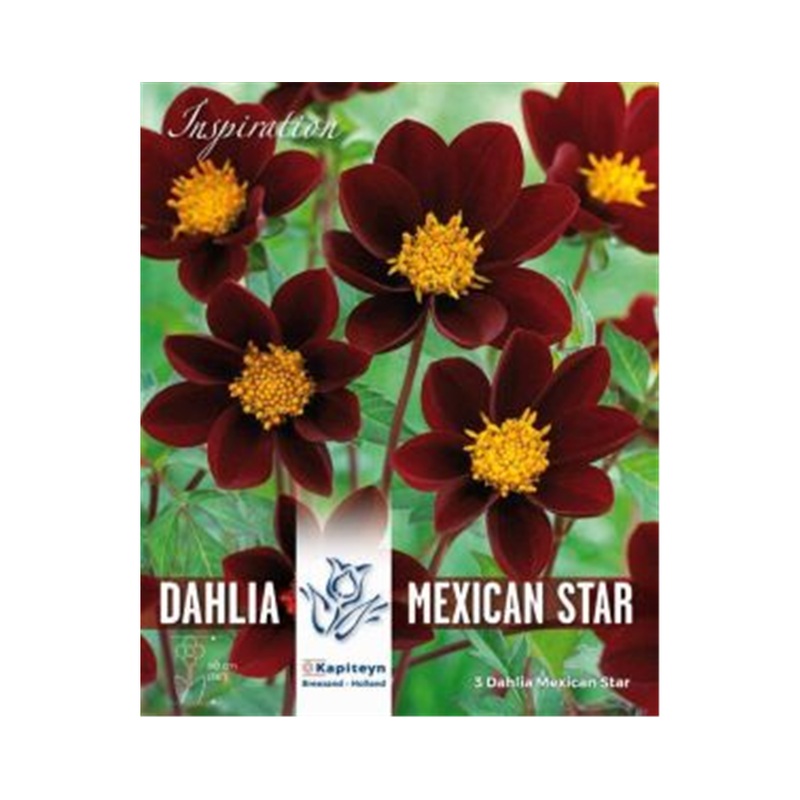 DAHLIA MEXICAN STAR x 2