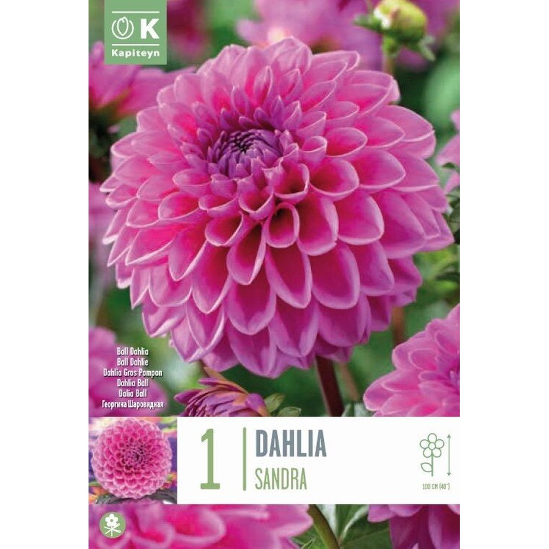 DAHLIA SANDRA x 1