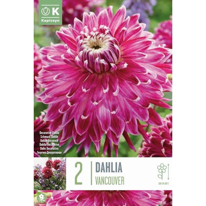 DAHLIA VANCOUVER x 2