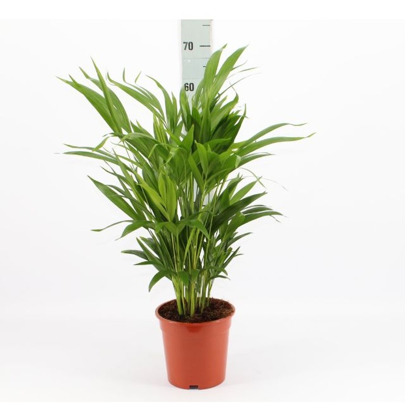 Dypsis lutescens (Areca)  P17