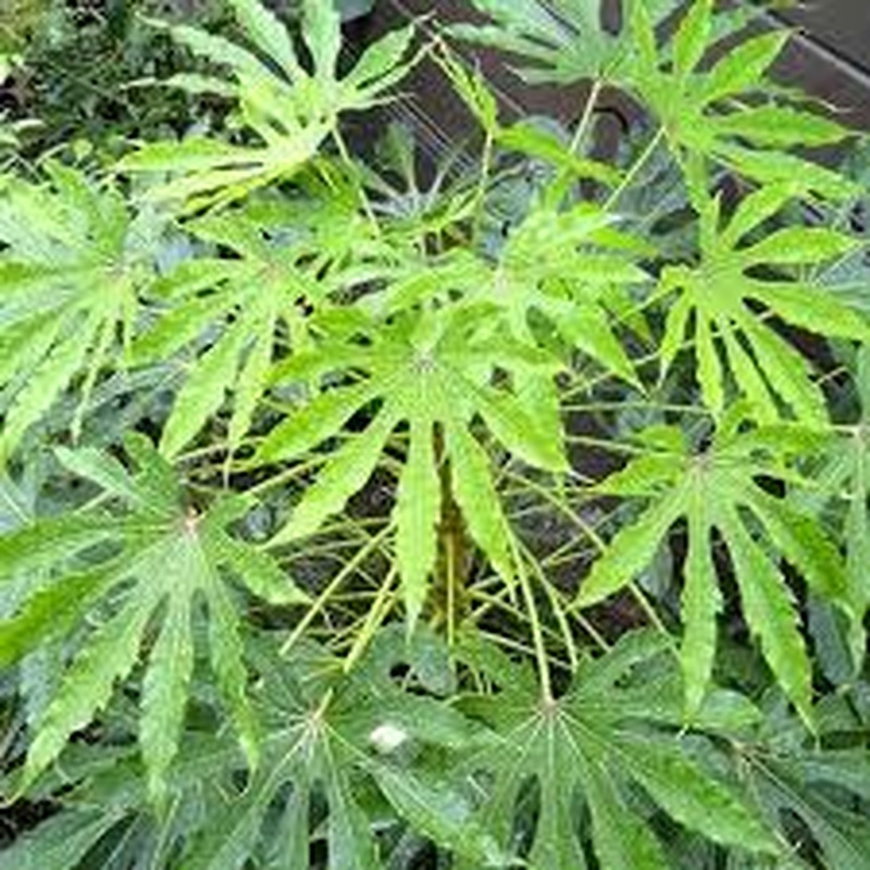 Fatsia polycarpa Greenfingers  4 Ltr pot