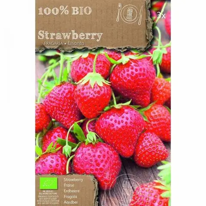 FRAGARIA ELSANTA  BIO x 3