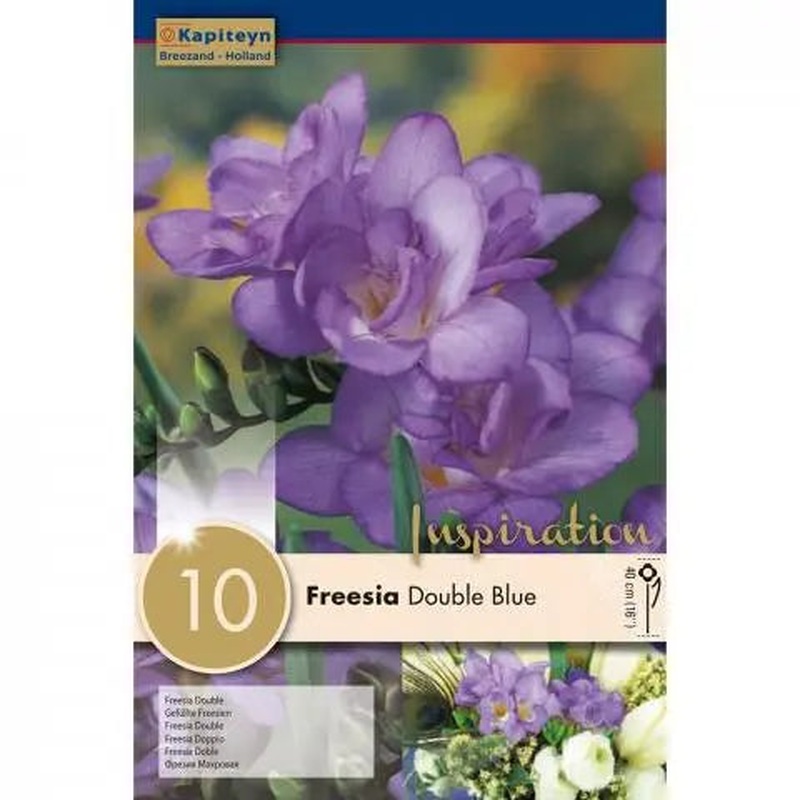 FREESIA BLUE X 10