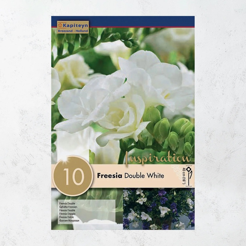 FREESIA WHITE X 10