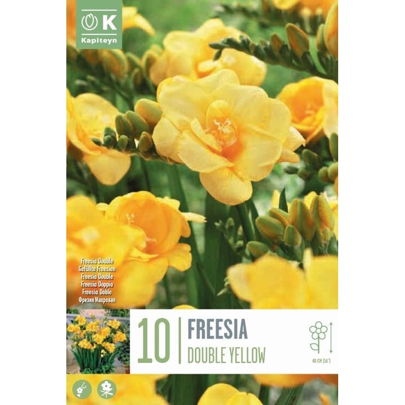 FREESIA YELLOW X 10