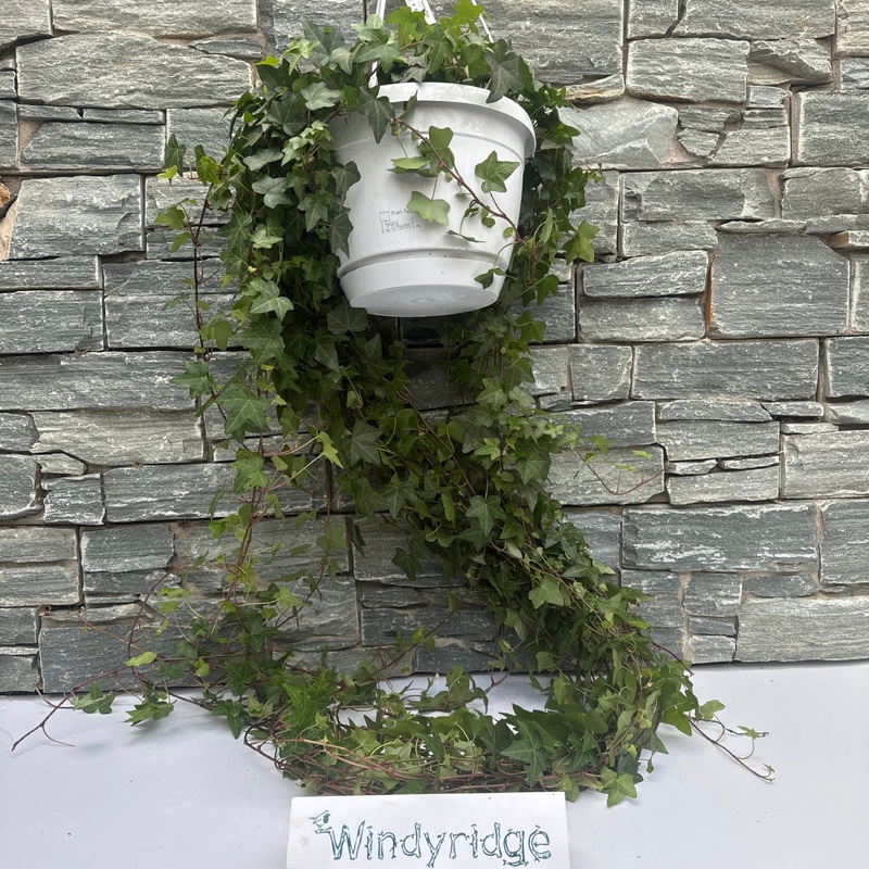 Hedera hel. Pittsburgh  P24 - hangpot