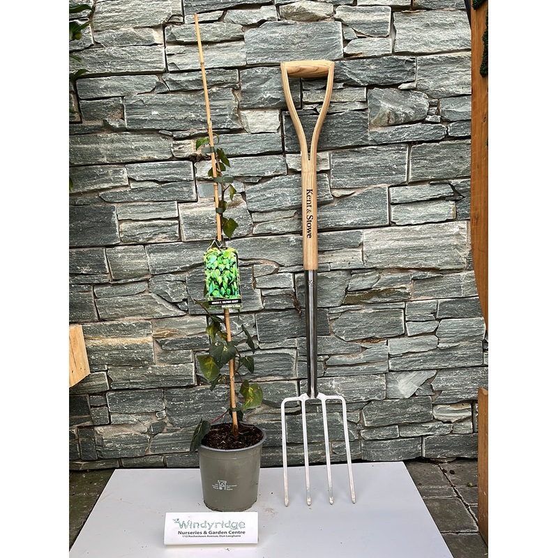 HEDERA HELIX SULPHUR HEART