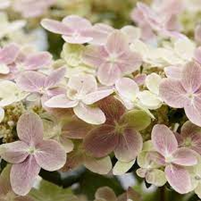 HYDRANGEA PAN. (S)WITCHOPHELIA (PBR)