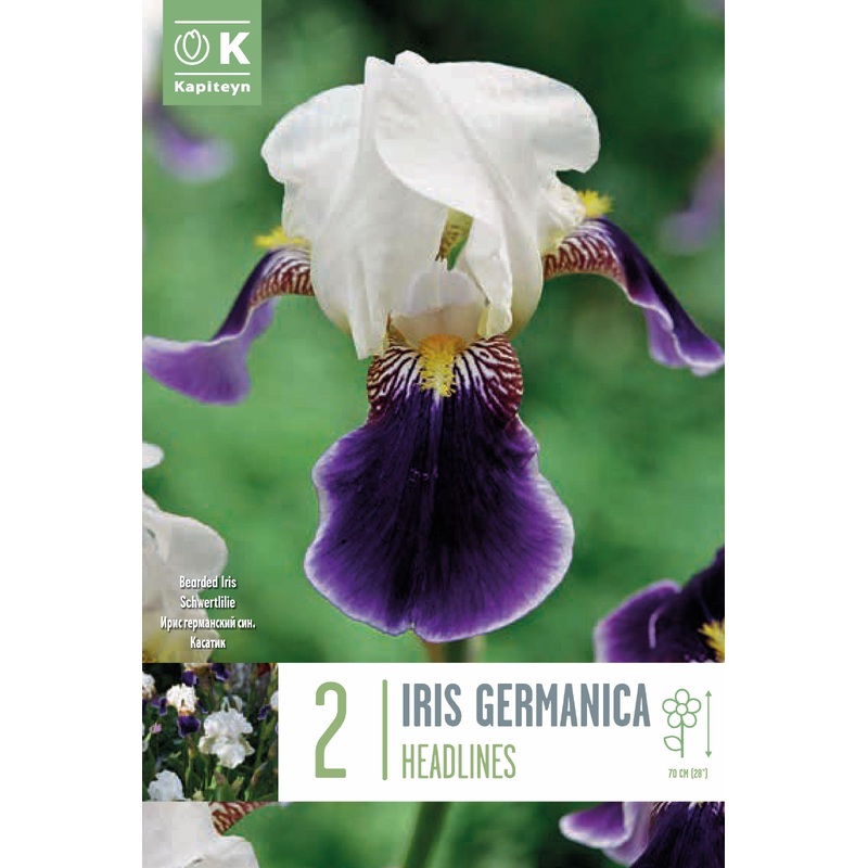 IRIS HEADLINES x 1