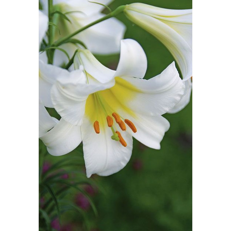 LILIUM REGALE X 3