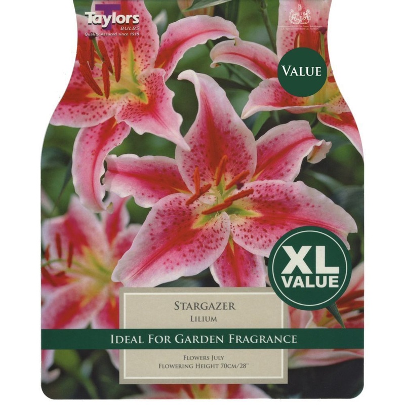 LILIUM STAR GAZER X 5