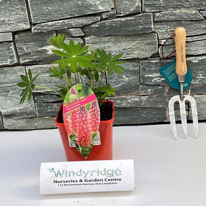 Lupin Westcountry Terracotta