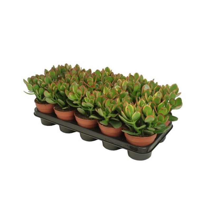 Money Plant (Crassula Ovata Sunset)