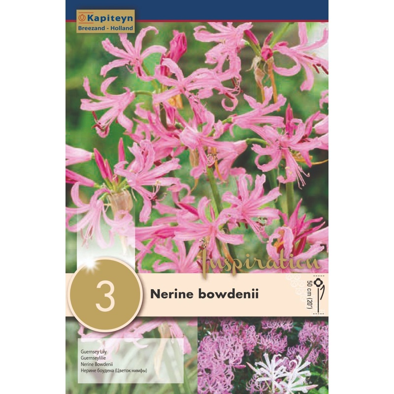 NERINE BOWDENII x 3