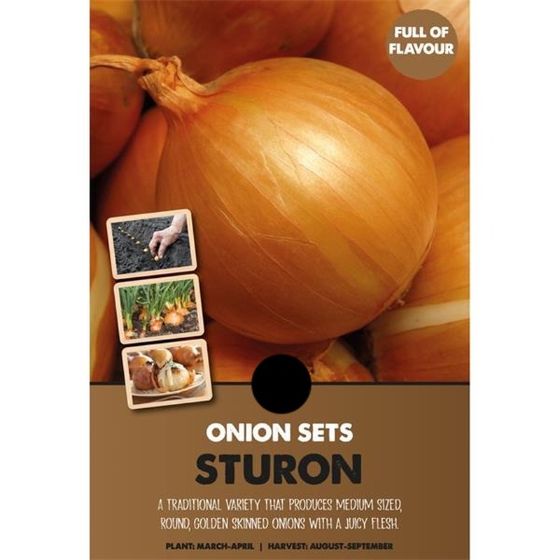 ONION SETS STURON  BIO x 80