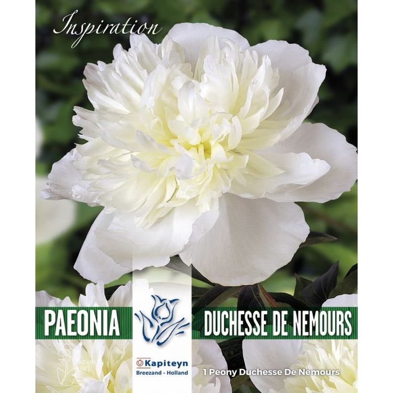 PAEONIA DUCHESSE DE NEMOURS x 1