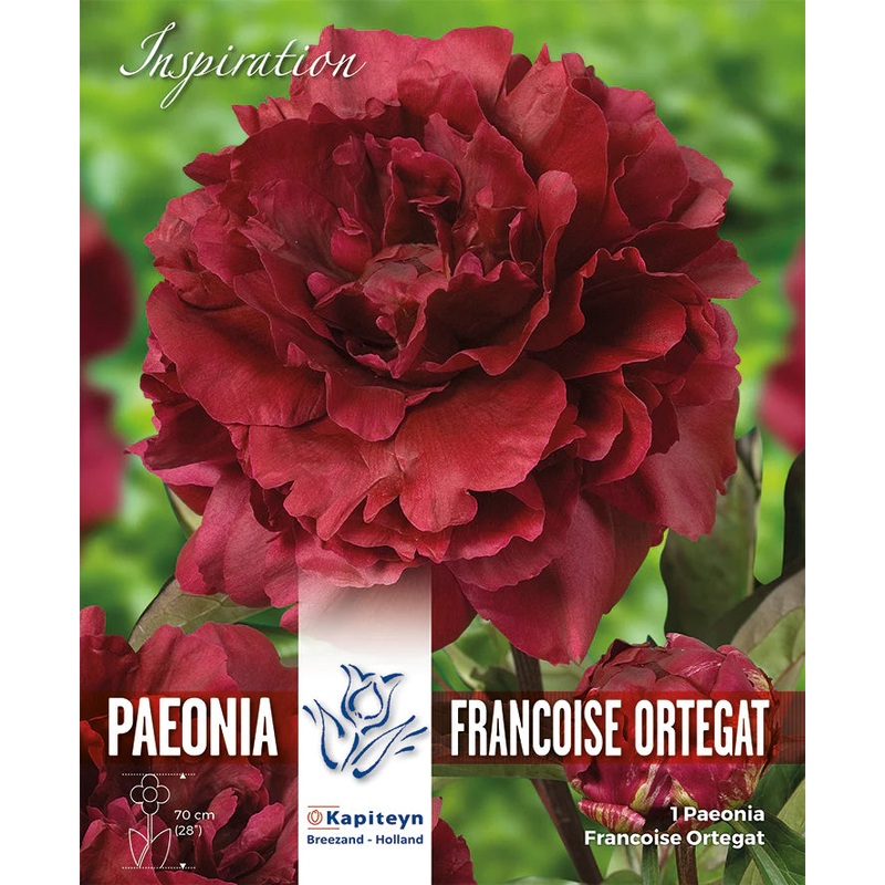 PAEONIA FRANCOISE ORTEGAT x 1
