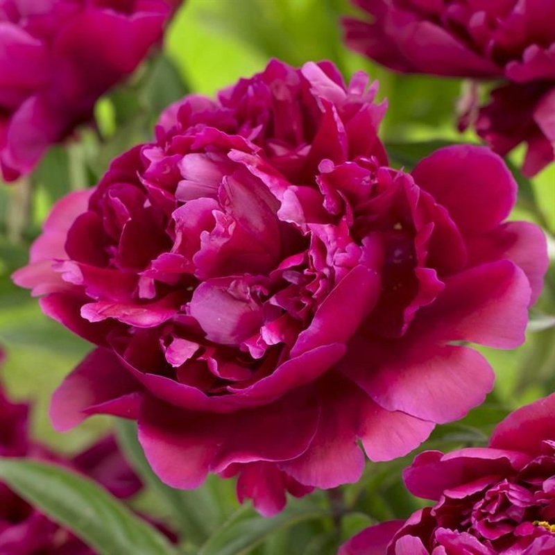 PAEONIA KARL ROSENFIELD x 1