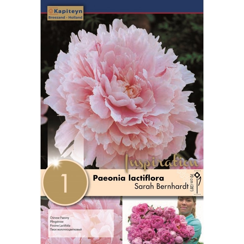 PAEONIA SARAH BERNHARDT x 1