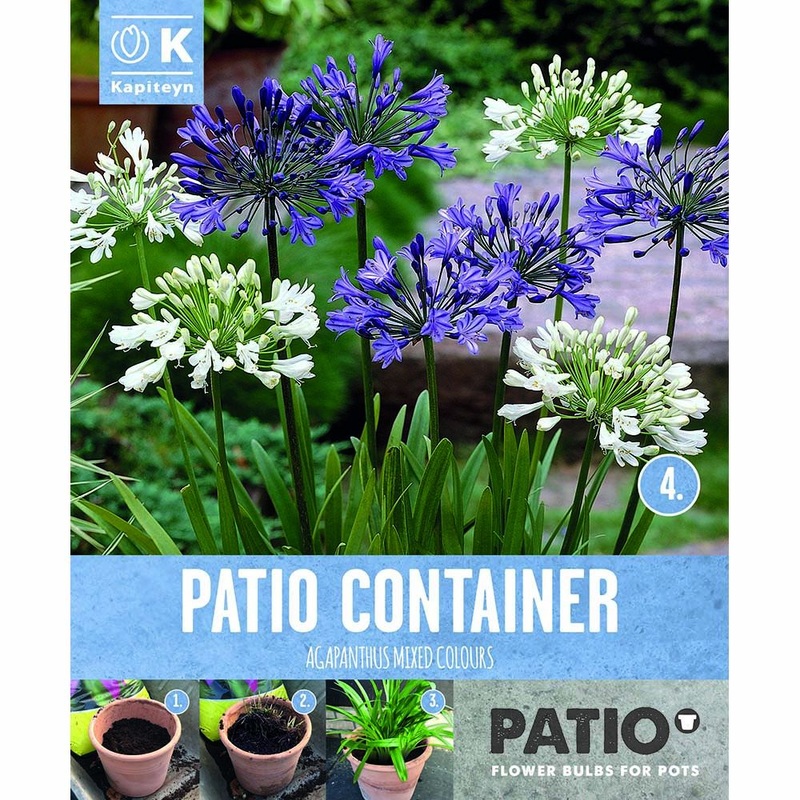 PATIO CONTAINER AGAPANTHUS OUT OF AFRICA x 3