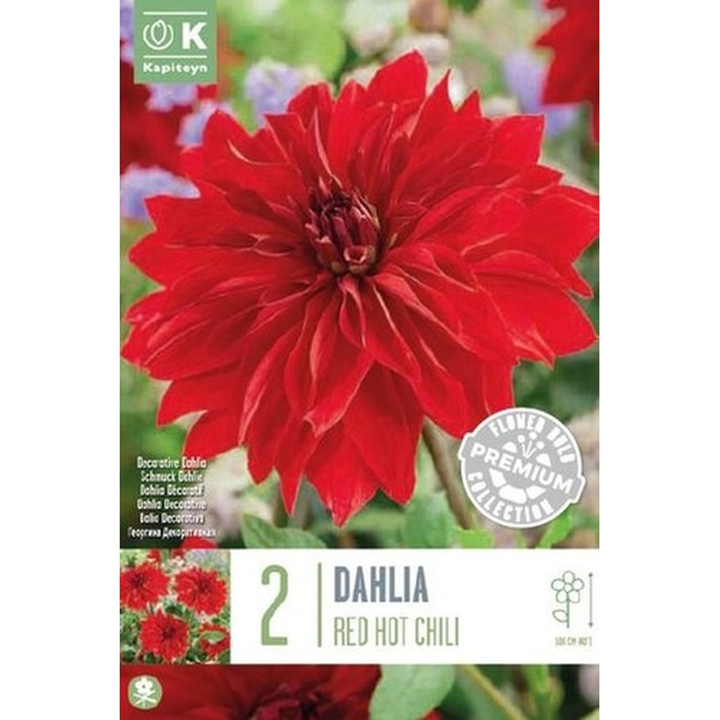 PREM DAH RED HOT CHILI x 2