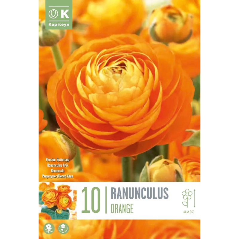 RANUNCULUS AVIV ORANGE x 10