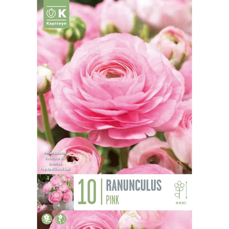RANUNCULUS AVIV PINK x 10