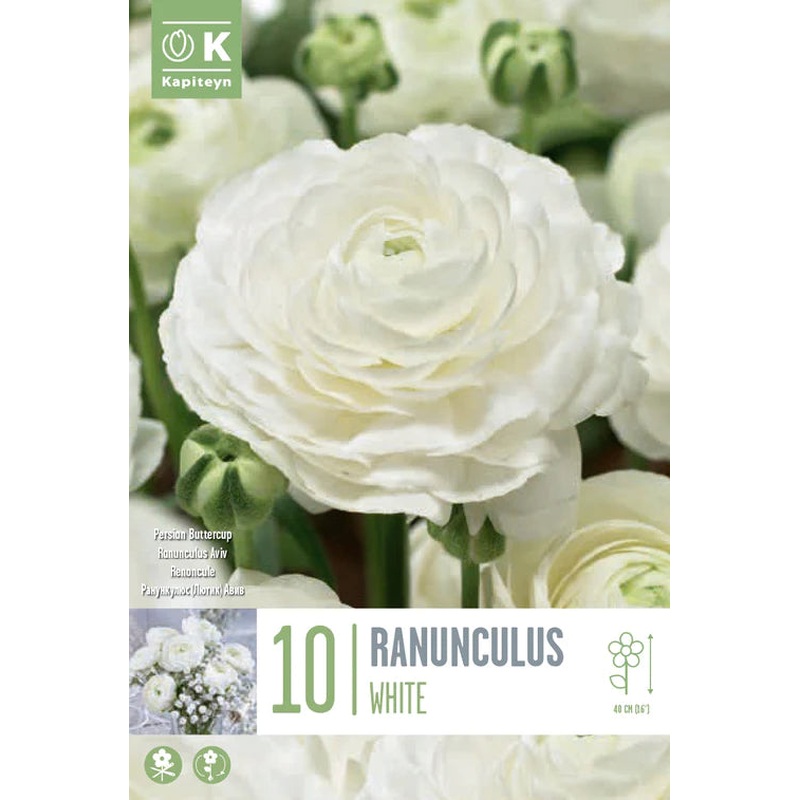 RANUNCULUS AVIV WHITE x 10