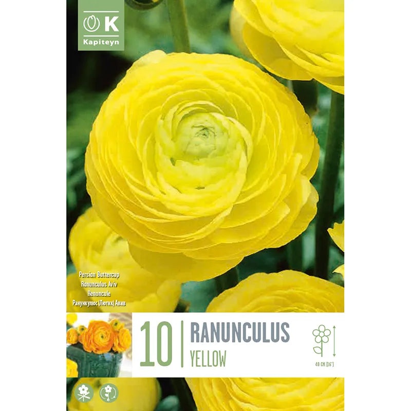 RANUNCULUS AVIV YELLOW x 10