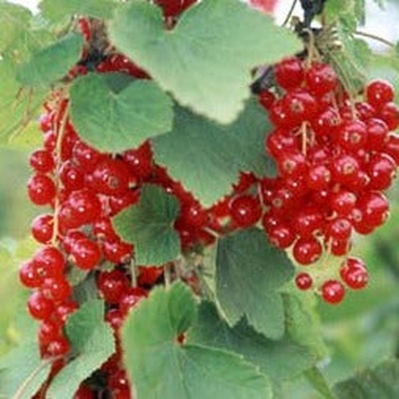 Redcurrant 2lt