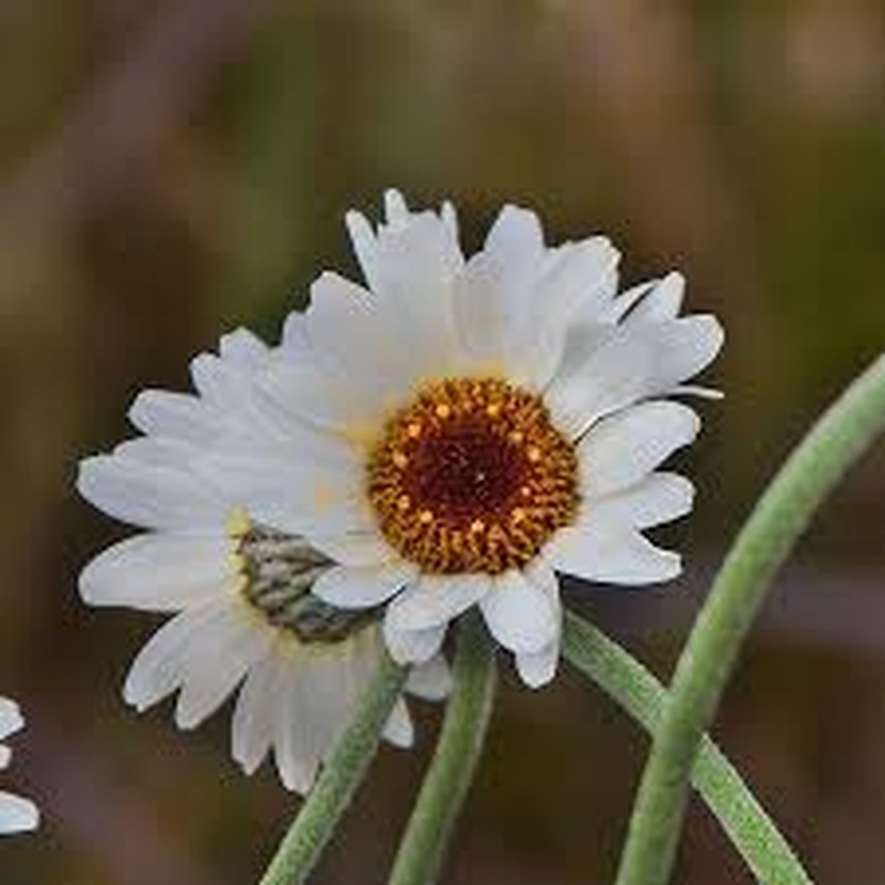 Rhodanthemum African Spring