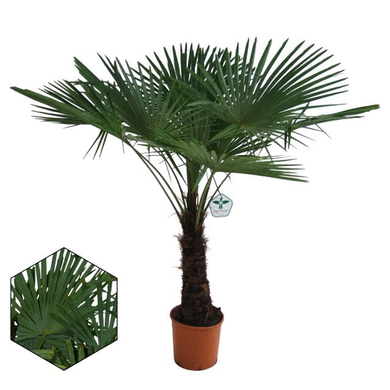 Trachycarpus fortunei  P30 -150 CM