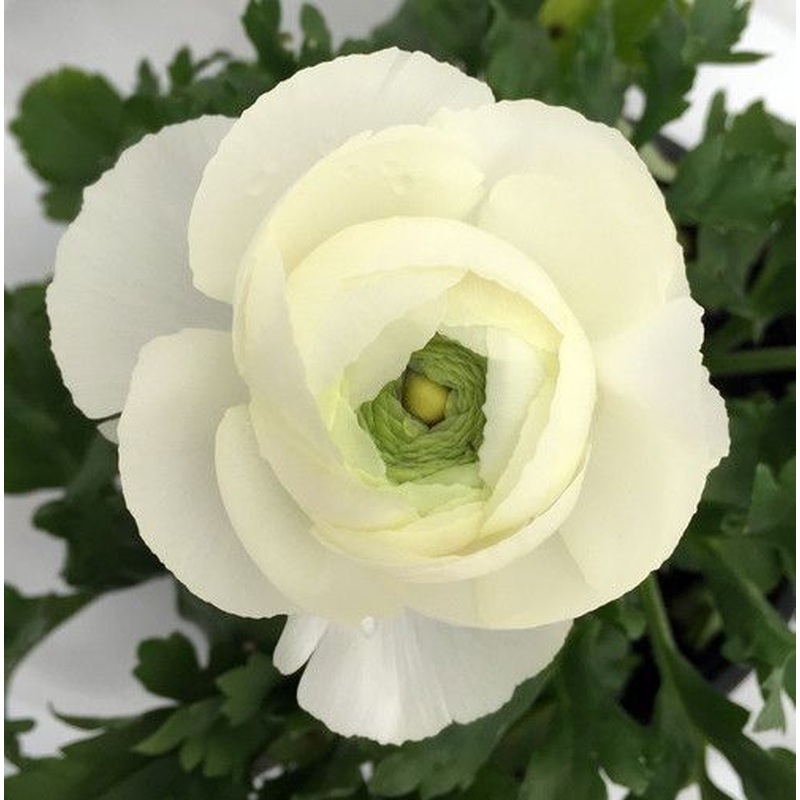 WHITE SHADES COLLECTION VALUE BAGS X 25