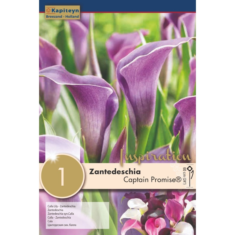 ZANTEDESCHIA CAPTAIN PROMISE x 1