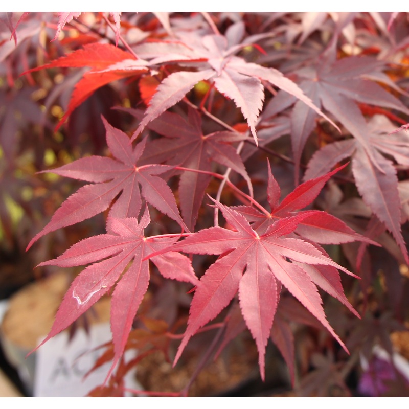 Acer pal. Bloodgood