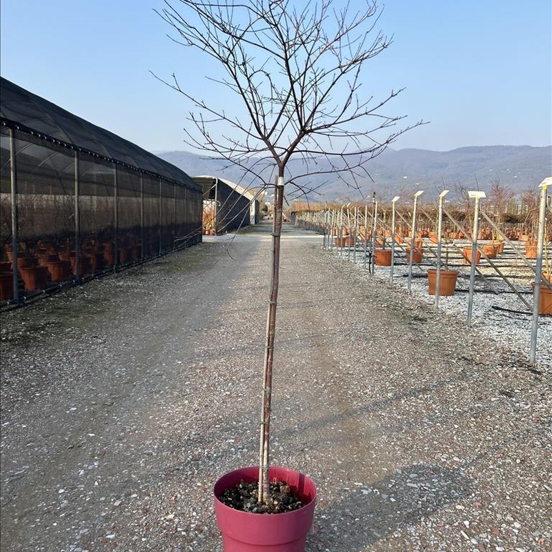 ACER PALM.BENI-MAIKO CLT 15  TRONCO 90 CM    1/2 STD