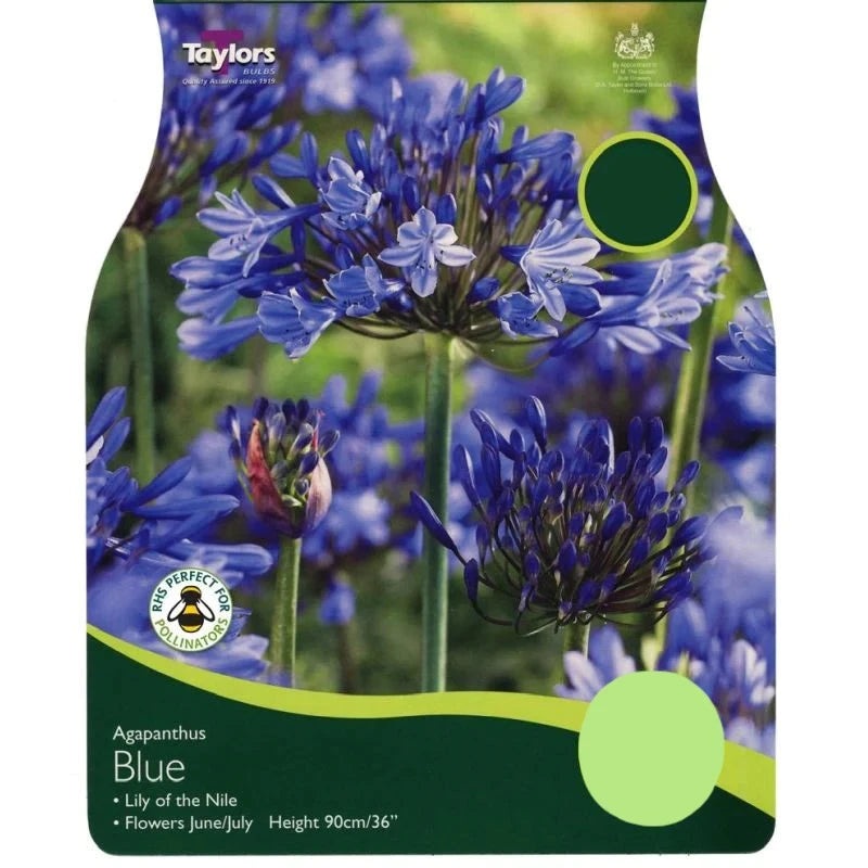 AGAPANTHUS BLUE 1-2 EYES X 1