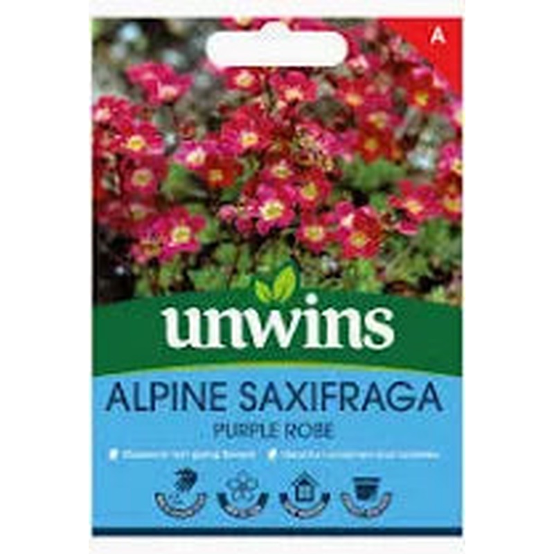 Alpine Saxifraga Purple Robe