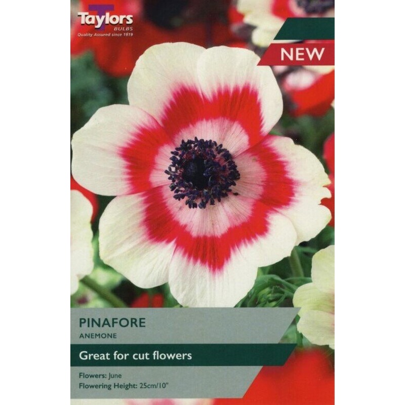 ANEMONE PINAFORE X 12