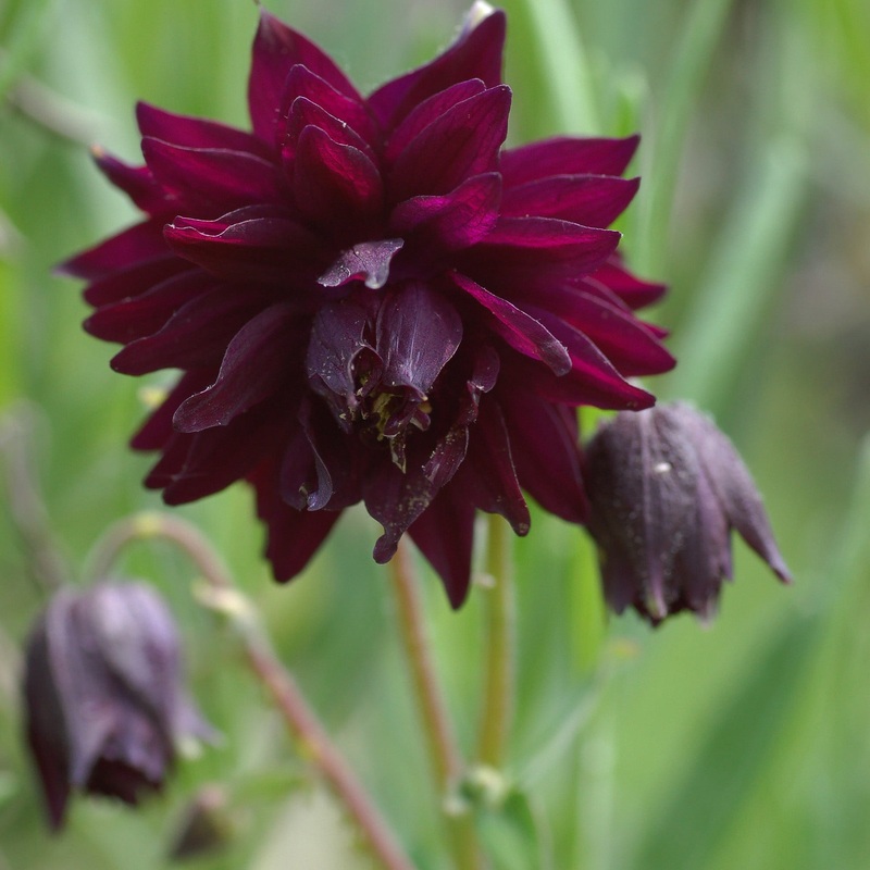 Aquilegia v. Black Barlow