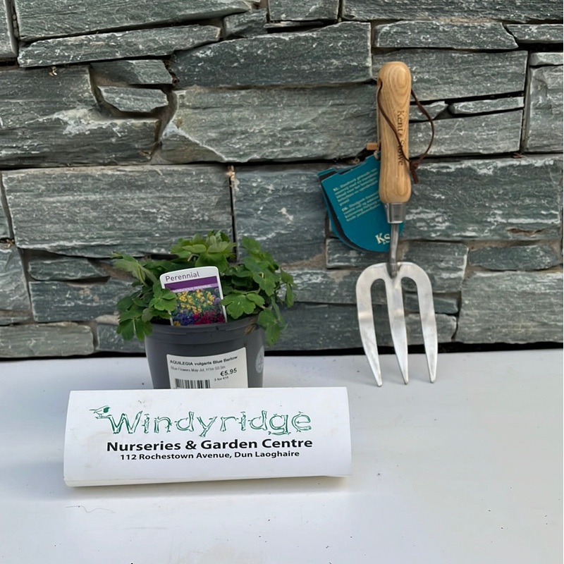 AQUILEGIA vulgaris Blue Barlow