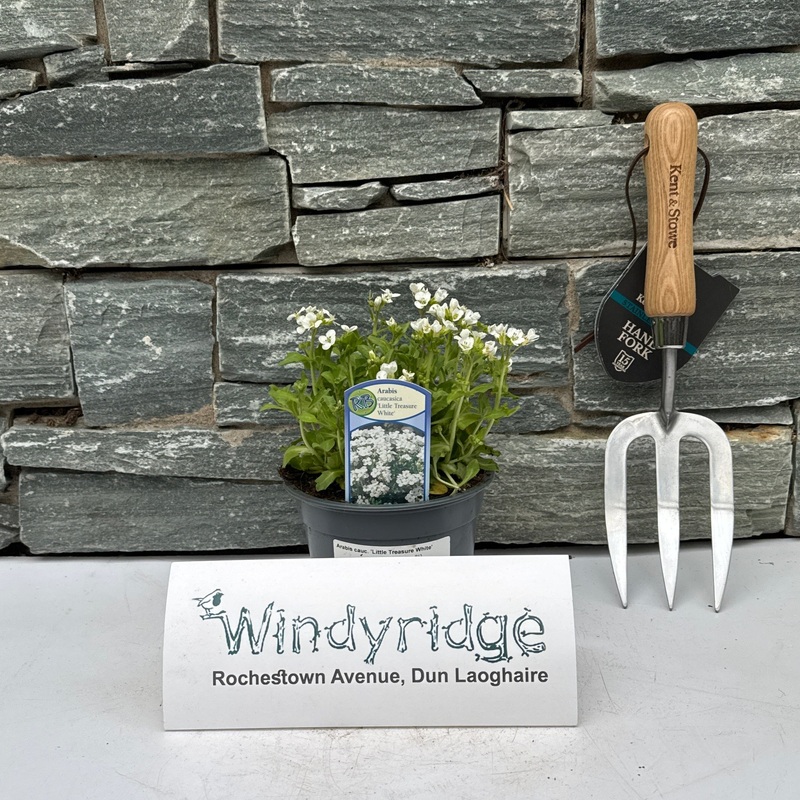 Arabis cauc. Little Treasure White