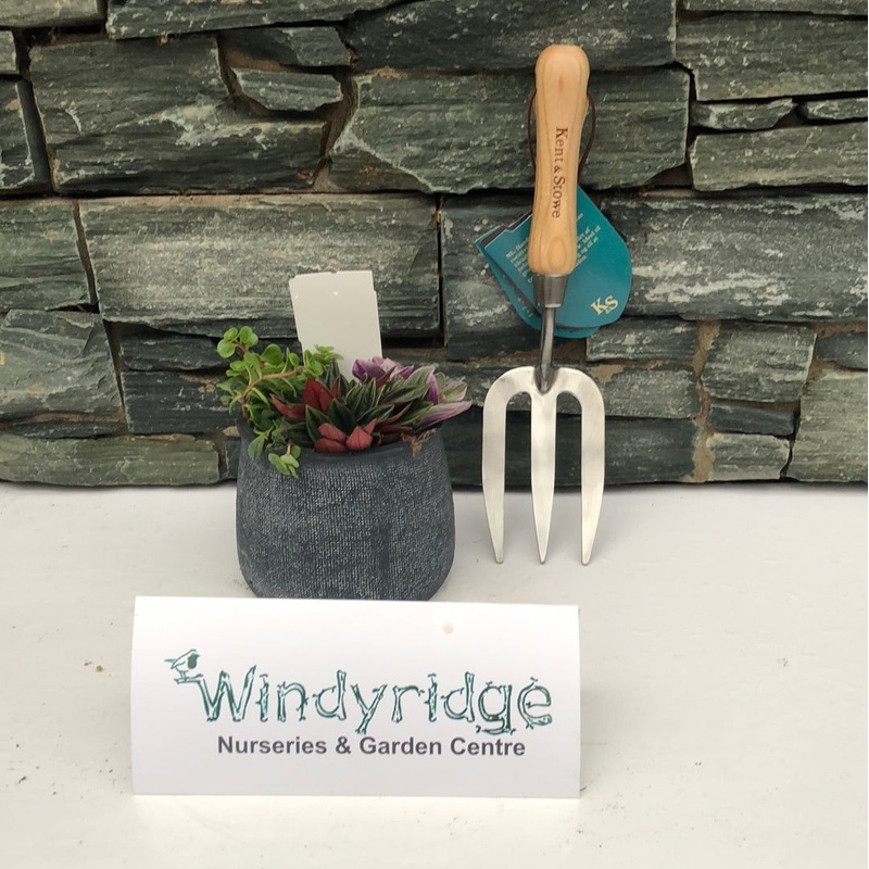 Arr. Houseplant Duke pot 13cm