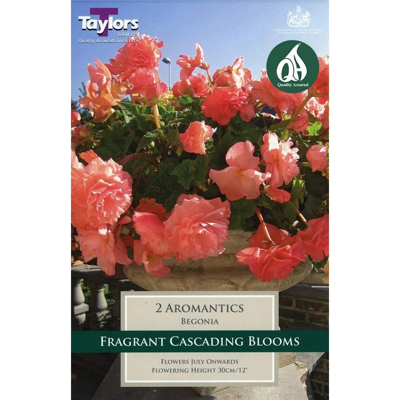 BEGONIA AROMANTICS 2