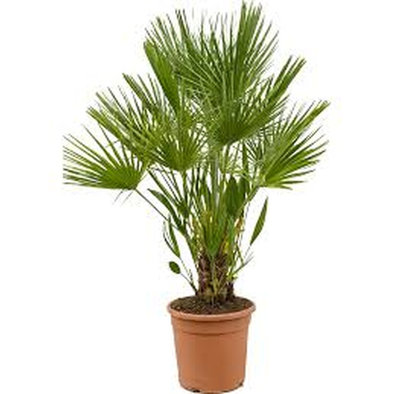 CHAMAEROPS humilis