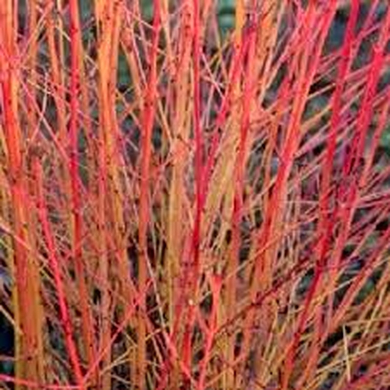 Cornus sang. Midwinter Fire