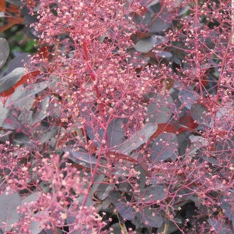 Cotinus cog. Lilla