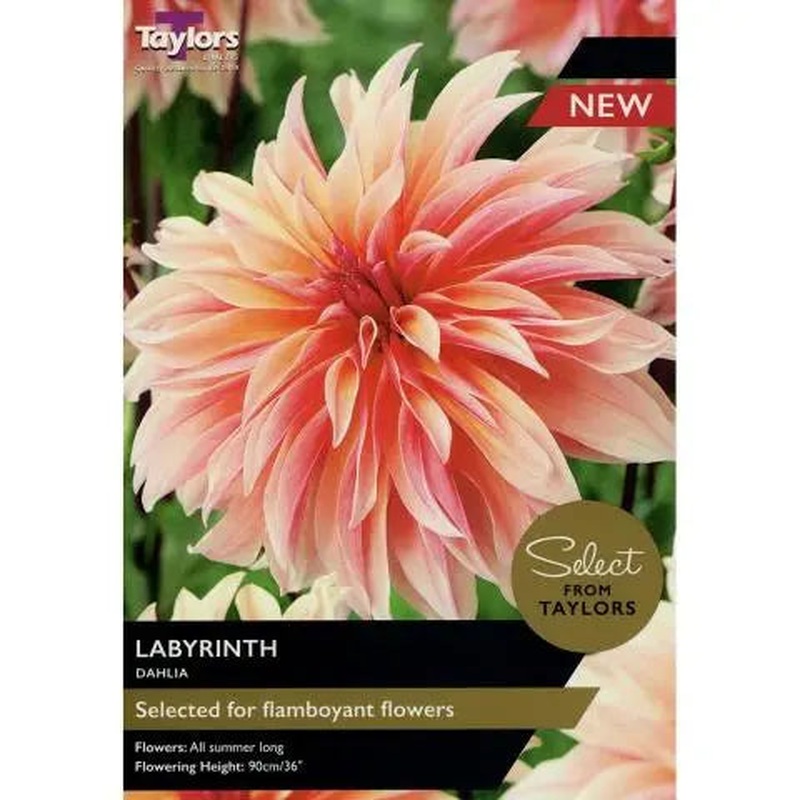 DAHLIA LABYRINTH x 2
