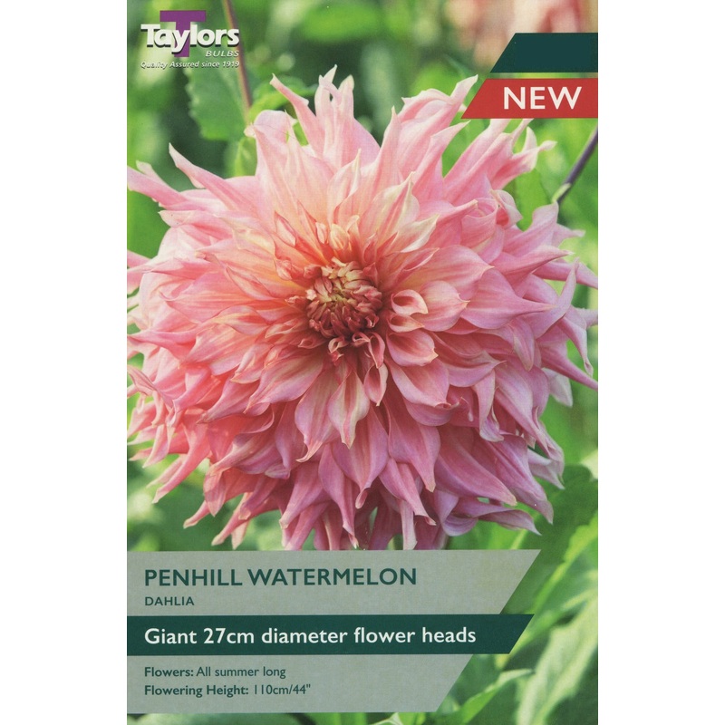 DAHLIA PENHILL WATERMELON X 1