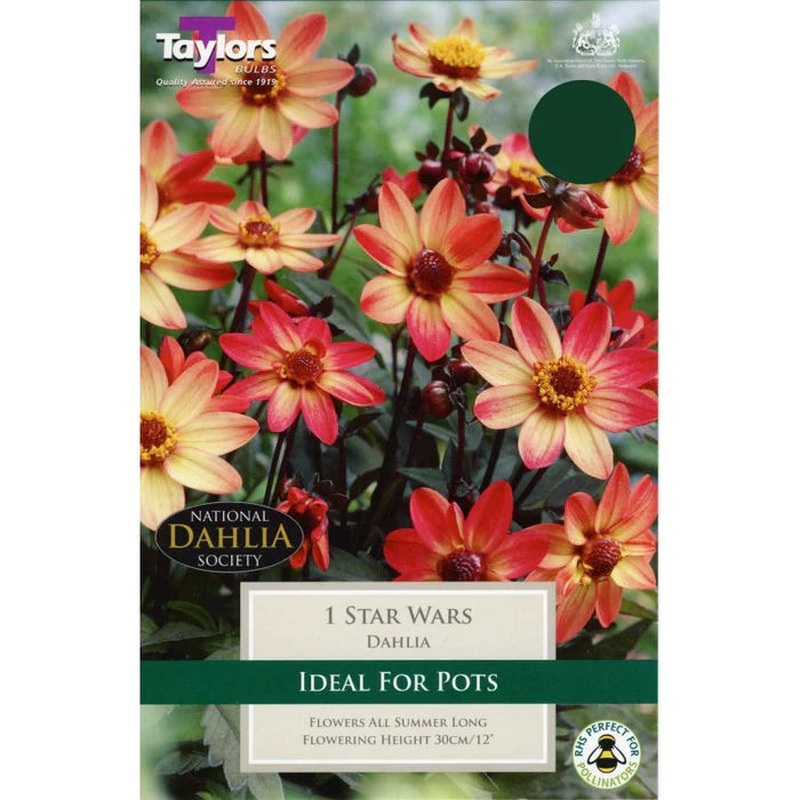 DAHLIA STAR WARS X 1